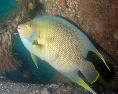 Blue angelfish