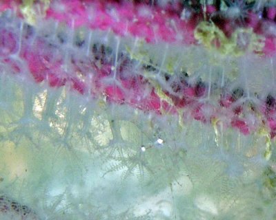 Clear shrimp on gorgonian--look for the eyes