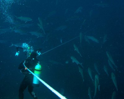 Bob surrounded by amberjacks