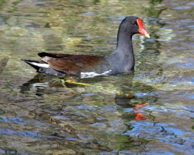 IMG_4107 common moorhen.jpg