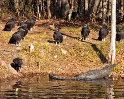IMG_4429 vultures alligator.jpg