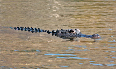 IMG_4477 alligator.jpg