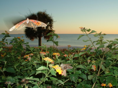 Beach Butterfly