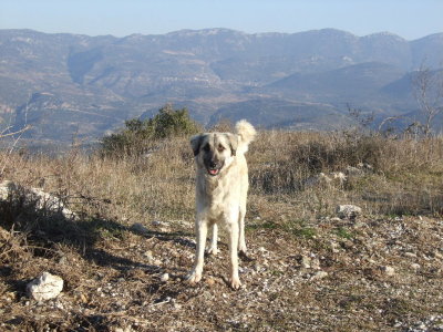 This is a young Kangal dog--a Turkish breed used for guarding the flocks from wolves.  They get very large.