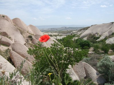 Uchisar:  Poppy on a Pigeon Valley overlook.