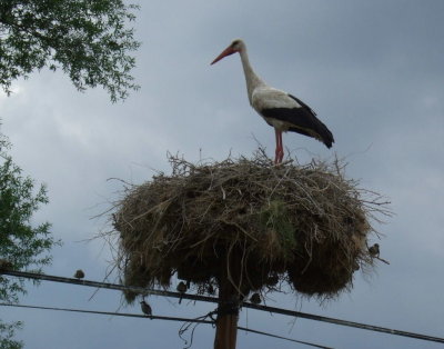 Storks are common here