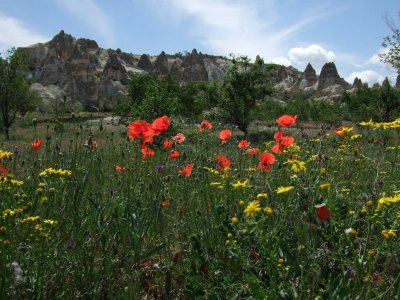 Wildflowers at the entrance to Zimi Valley