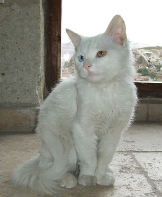 Goreme: Here is the company--a Turkish Van cat with one blue and one green eye.