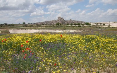 Wildflowers with Uchisar in the background