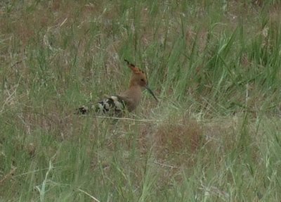 Hoopoe (Ibibek) bird.  The crest can be opened like a Cockatiels.  This one was picking grubs out of a manure pie.