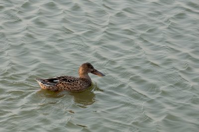 \Cn () Northern Shoveler (Female)