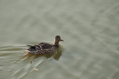 DSC_3237.jpg