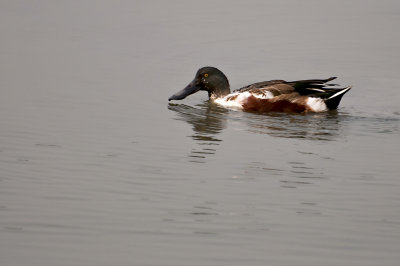 \Cn () Northern Shoveler (Male)