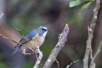 紅脇藍尾鴝 (雄鳥)   Red-Flanked Bluetail (Male)
