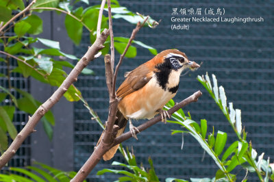 »⾸ ()     Greater Necklaced Laughingthrush (Adult)