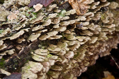 Mushroom Overgrowth