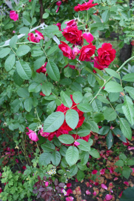 g1/89/823289/3/127642833.kWt1tcoC.jpg