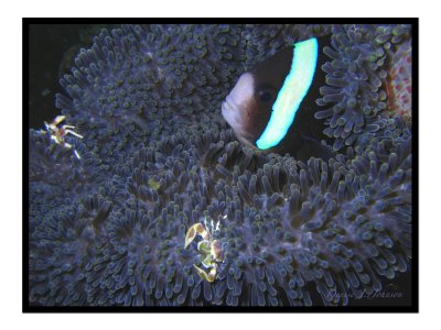 Anemone Fish and Porcelain Crabs