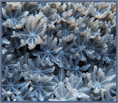White Starry Corals