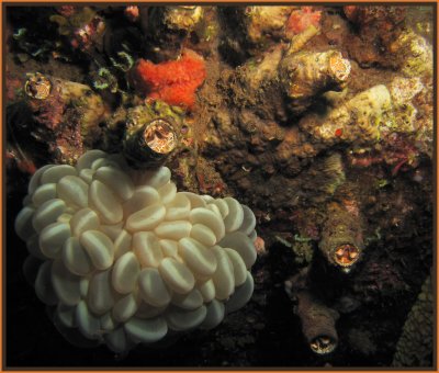 A Little Bubble Coral