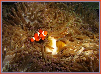 Yet Another Anemone Fish