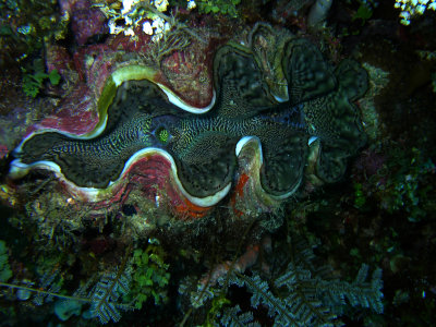 It's A Giant Clam
