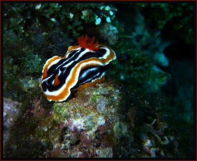A Nudibranch.  I Promise To Look Up The Name Tomorrow.