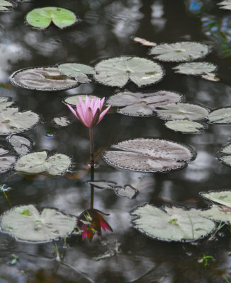 Cambodian Lily Pond