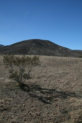 Creosote at Black Mountain