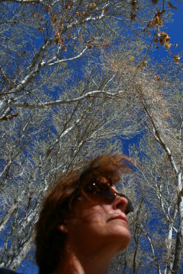 Trees and Wild Hair