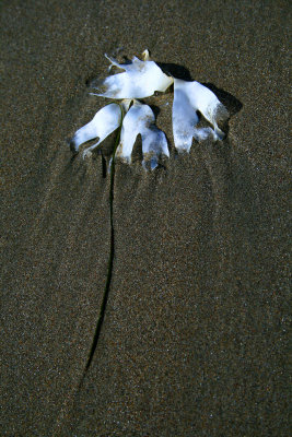 Beach Sand and Seaweed Art