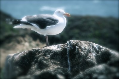 The Seagull Dream