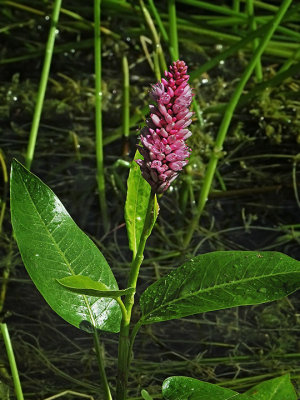 Water Smartweed, Polygonum amphibium