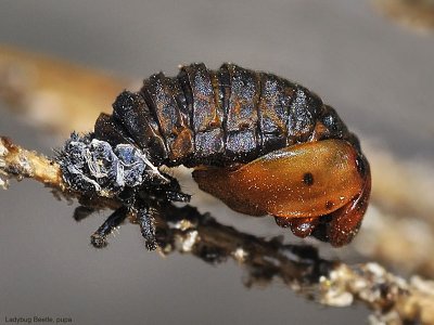 Lady Beetle sp, pupa