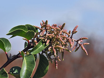 Anacardiaceae: Rhus, Toxicondendron