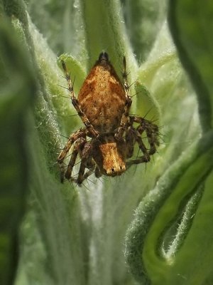 Lynx Spider, Oxyopes sp