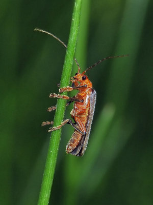 Soldier Beetle, Pacificanthia sp