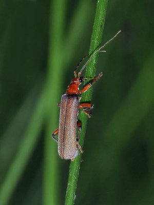 Soldier Beetle, Pacificanthia sp