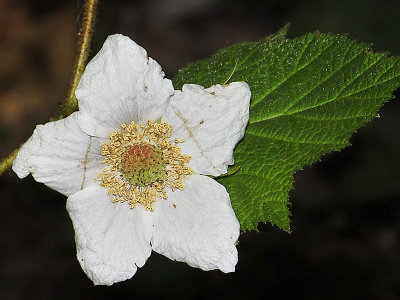 Thimbleberry, Rubus parviflorus