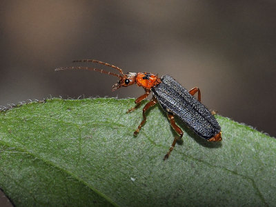 Soldier Beetle, Cultellunguis sp