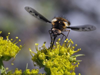 Bee Fly, Bombylius cf albicapillus