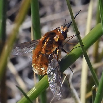 Greater Bee Fly, Bombylius major