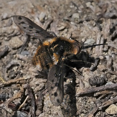 Bee Fly, Bombylius cf albicapillus