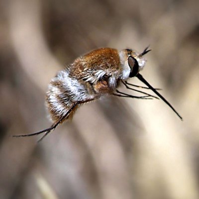 Bee Fly, Heterostylum robustum