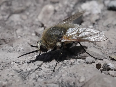 Bee Fly, Lordotus sp.