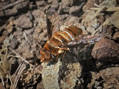 Bee Fly, Lepidanthrax sp
