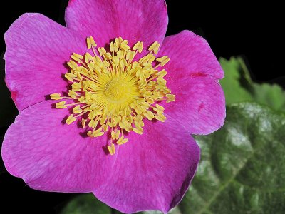 California Wild Rose, Rosa californica