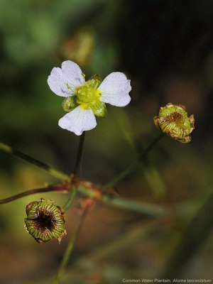 Common Water Plantain, Alisma plantago-aquatica