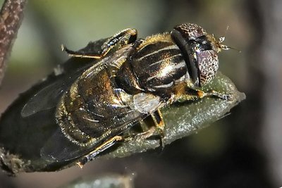 Speckly-eyed Hover Fly, Eristalinus aeneus