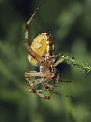 Spider sp, female
